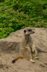 Fototapeta premium an alert meerkat