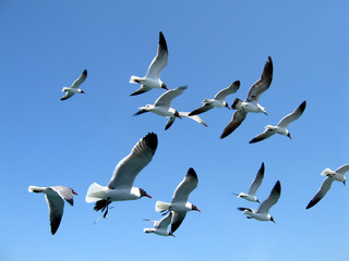 Seagulls against a clear blue sky