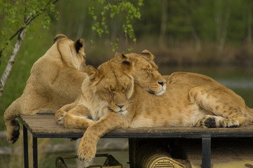 Fototapeta premium female lionesses sleeping