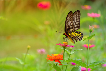 Butterfly and soft sunshine.