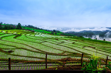 Fields that were planted on the mountain.t And the morning fog Mountain View in Thailand.