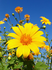 Yellow flowers on blue sky