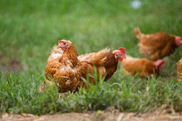 chicken