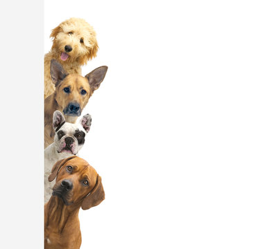 Dogs