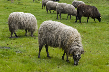 Fototapeta premium Mouton, brebis, race Landaise