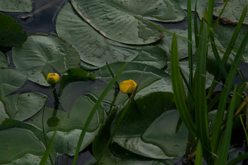 yellow water lilly