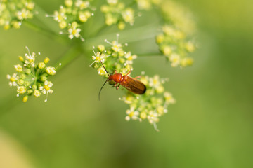 red beetle and the fenchel