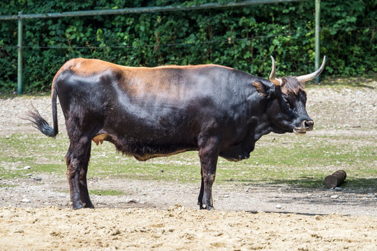 Auerochse - Bos primigenius taurus