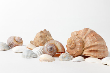 several seashells on white background