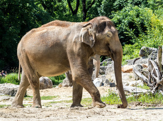 Fototapeta na wymiar Asiatischer Elefant - Elephas maximus