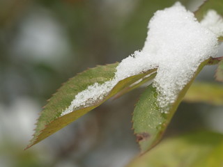 Ice crystal leaf fruit frost winter plant