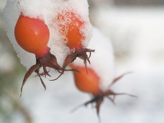 Ice crystal leaf fruit frost winter plant