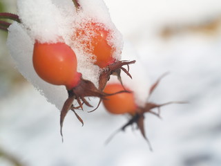 Ice crystal leaf fruit frost winter plant