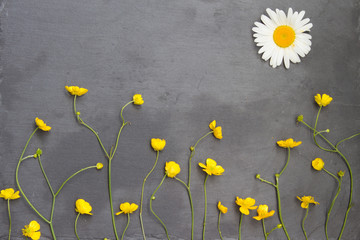 Yellow buttercups and white chamomiles on stone background. Floral frame. Top view.