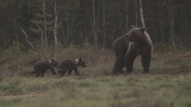 wild european brown bear