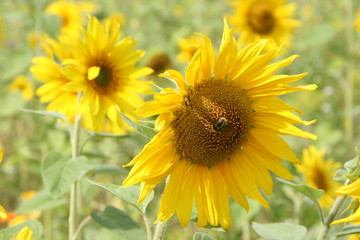 Hummel und Sonnenblume