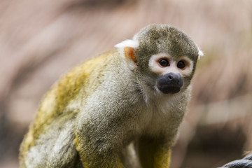 Squirrel monkey
