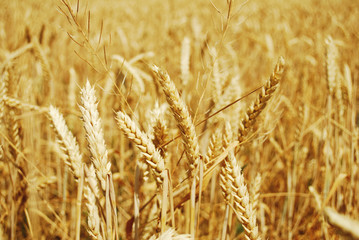 Fototapeta premium Grain field