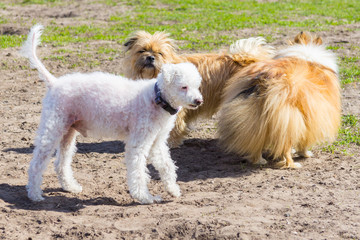 dogs have fun in a park