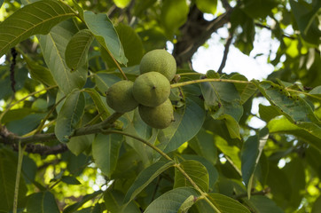 walnut on tree