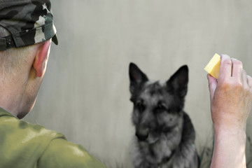 Training A Military Dog