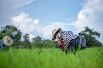 Naklejka na ściany i meble Transplant rice seedlings in rice field, Asian farmer is withdrawn seedling and kick soil flick of Before the grown in paddy field,Thailand, Farmer planting rice in the rainy season.
