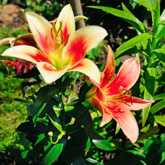 lily flowers in the summer garden