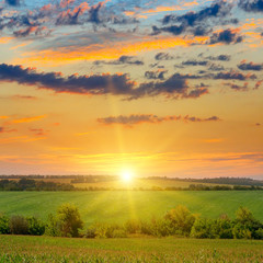 corn field and sunrise on blue sky