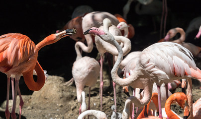 Kubaflamingo - Phoenicopterus ruber - Roter Flamingo