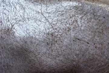 Detailed view of the hippo's skin.