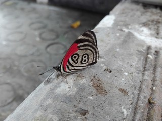 Fototapeta na wymiar Butterfly with number 98