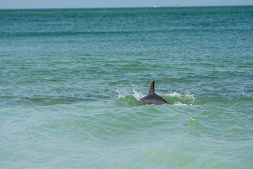 Obraz premium dolphin swimming in ocean