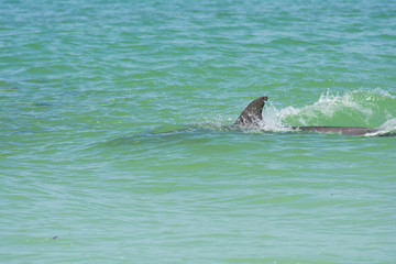 Obraz premium dolphin swimming in ocean