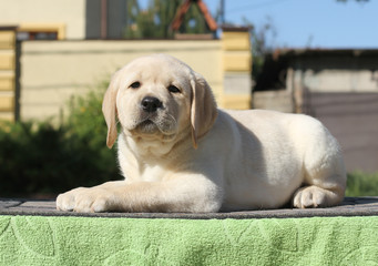 the little labrador puppy on a green background