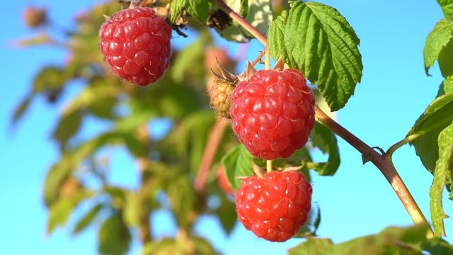 Ripe raspberry on a branch against the blue sky