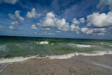 dolphin swimming in ocean