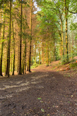 Fototapeta premium Waldweg in der Abendsonne