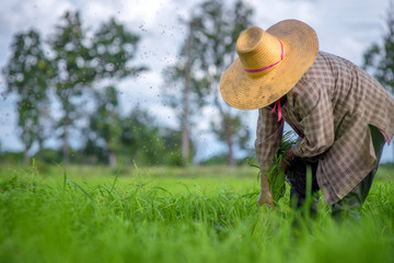 Transplant rice seedlings in rice field, Asian farmer is withdrawn seedling and kick soil flick of Before the grown in paddy field,Thailand, Farmer planting rice in the rainy season.