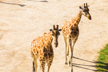 Obraz premium Close up portrait of giraffes. Wild animal concept