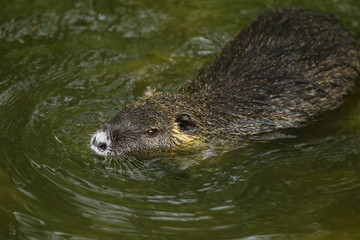 Schwimmender Nutria, Myocastor coypus