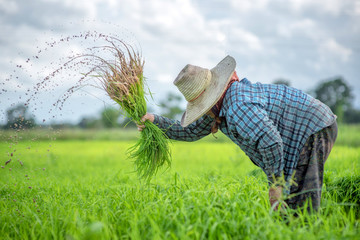 Transplant rice seedlings in rice field, Asian farmer is withdrawn seedling and kick soil flick of...