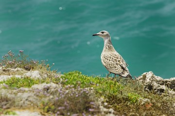 Larus michahellis, Yellow-legged gull