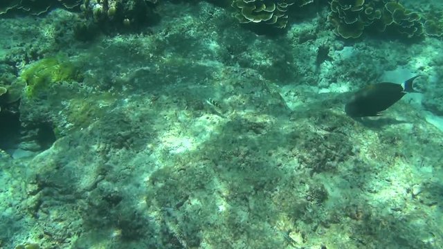 Tropical parrot fish