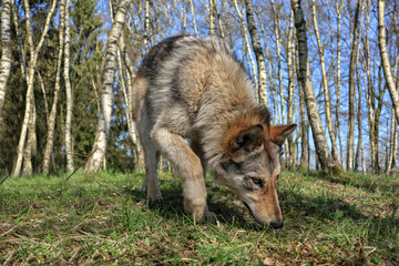 Wolfshund sucht und schnüffelt im Wald