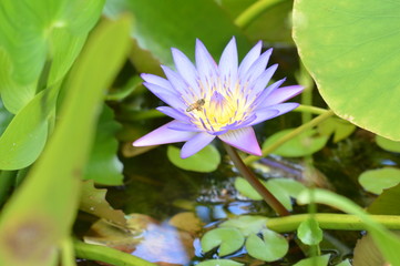 Purple Water Lilly aka Purple Lotus invites a honey bee with Vibrant Colors 