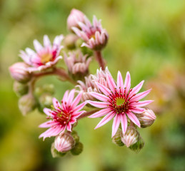 Sempervivum montanum. Mountain houseleek. Flowers of the Alps