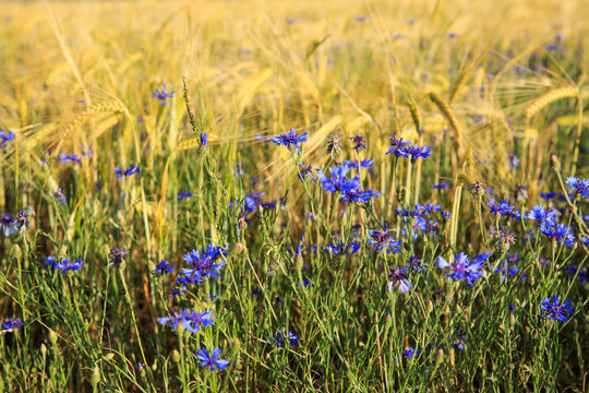Blue cornflowers in wheat field.