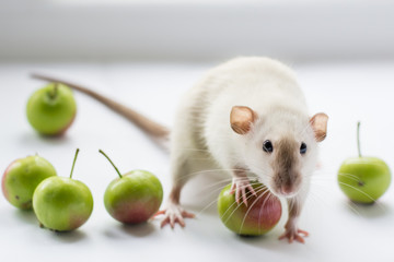white rat and small green apples