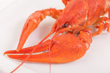 Close up of delicious steamed lobster