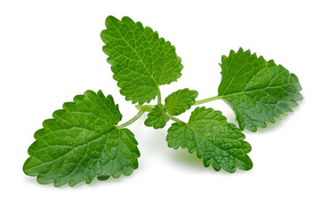 Melissa, lemon balm